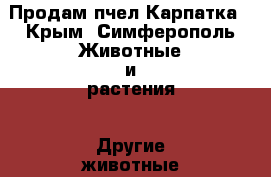 Продам пчел Карпатка - Крым, Симферополь Животные и растения » Другие животные   . Крым